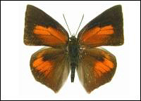 Curetis santana - Learn Butterflies